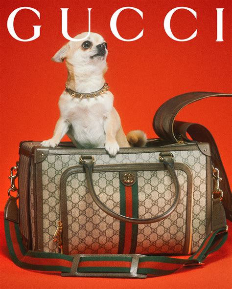 fake gucci dog clothes|gucci dog collection.